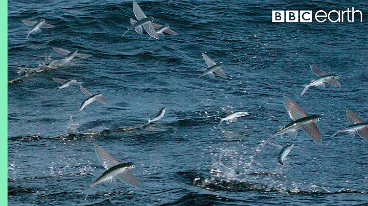 Flying Fish Picked Off From Above And Below | The Hunt | BBC Earth - DayDayNews