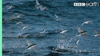 Flying Fish Picked Off From Above And Below | The Hunt | BBC Earth