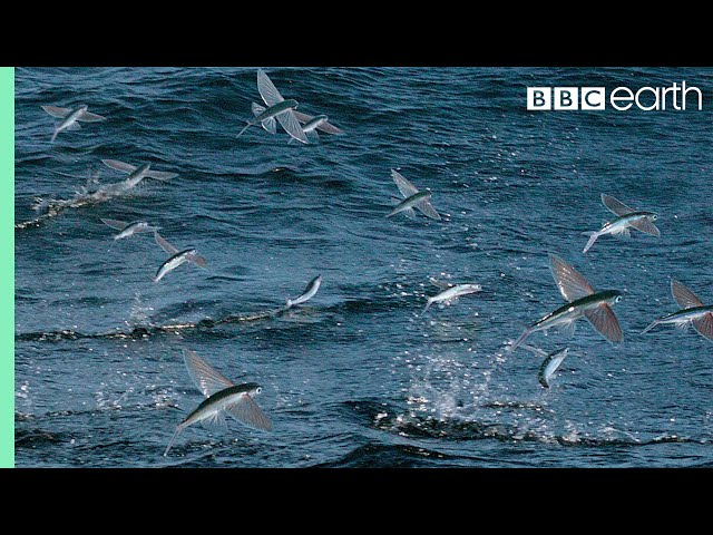 Flying Fish Picked Off From Above And Below | The Hunt | BBC Earth class=