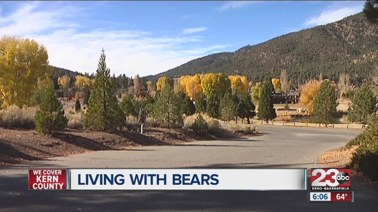 Bear battle in Pine Mountain Club YouTube