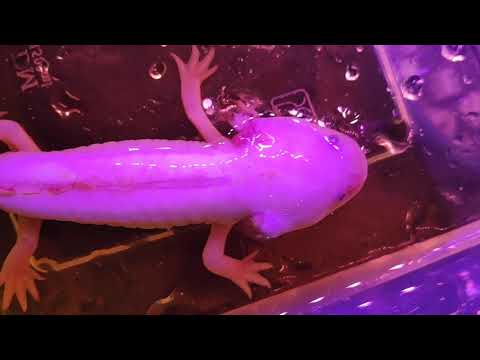 Video: Para Saintis Telah Membongkar Genom Axolotl Dan Menyatakan Bahawa Ia Akan Membantu Orang Tumbuh Anggota Badan - Pandangan Alternatif