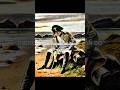 We Lost This To 67 And Brainrot.. #memes #napoleon #viral #trending #nostalgia #2023 #fypシ #foryou
