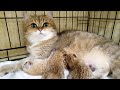 Муж-Кот  пришел поздравить Жену -Кошку с рождением котят 💖 |Котятам Ириски 1 день от рождения 🍼🍼🍼