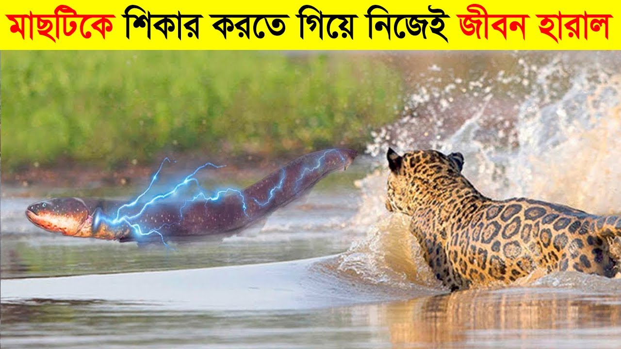 কুমির কেন এই মাছটিকে ভয় করে চলে/That's Why Electric eel Kills