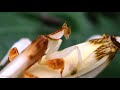 Orchid mantis mating / Hymenopus Coronatus mating