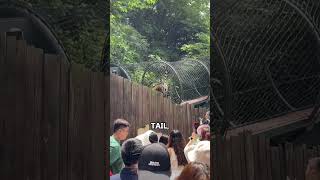 Tiger&#39;s Prank Leaves Visitors in Stitches