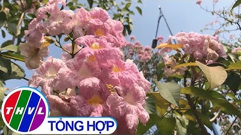 Rực rỡ hoa kèn hồng trên nhiều tuyến đường ở TP.HCM