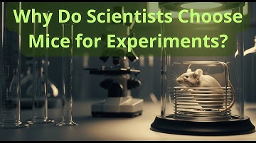 Why Do Scientists Choose Mice for Experiments?