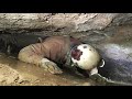 CAVE HUNTERS (ОХОТНИКИ ЗА ГЛУБИНОЙ)