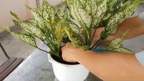 Hướng dẫn nhân giống cây Ngọc Ngân | Guide to propagating Aglaonema tree.
