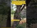 555sq.y West face layout plot for sale in Vijayawada//in (kankipadu) punadipadu Near 100feet Road