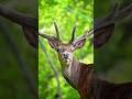 दूर की आवाज़ भी सुन लेता है हिरण, इसीलिए अपनी जान बचा लेता है 🦌 #animalfacts #wildlife