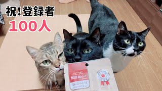 【登録者100人記念】猫たちに特別なぴゅーれをプレゼント♪