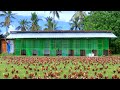 Harvesting hundreds of eggs & Breeding pen is finally done│Feeding & Preparing chickens for breeding