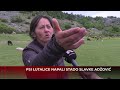 Psi lutalice napali stado Slavke Adžović
