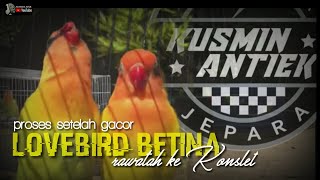 lovebird konslet betina: pengalaman rawatan setelah gacor jadi konslet