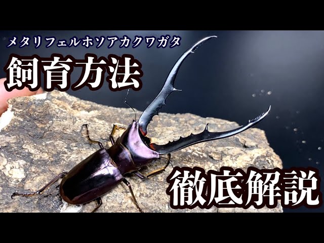 ルフィエール75ℓ クワガタ飼育 【公式通販】