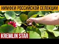 Нимфеи Российской селекции. Сорт Kremlin Star. Вотерлилия.ру