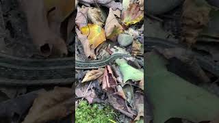 Nice Little Garter Snake on the Westside Overland Trail in Chautauqua County, NY #716 #wny #chq