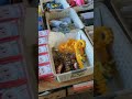 flea market veggies#market #fleamarket #thrifting#thrift #charity#cheap #deals #deal #fun #haul#free