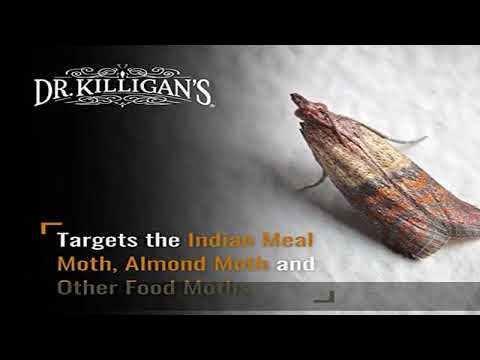 Dr. Killigan's Premium Pantry Moth Traps with Pheromones Organic, 6, Black