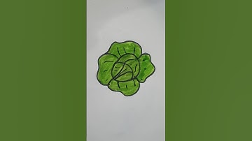 how to draw cabbage 🥬#pencildrawing #art #easydrawing #growth #viralvideo #sketch #sasiArts #viral