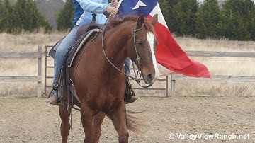 Mamas Cool Cat - carrying the flag! - ValleyViewRanch.net