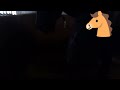 An amazing lesson with this young Lusitano