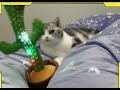 Chat qui danse au son dun cactus