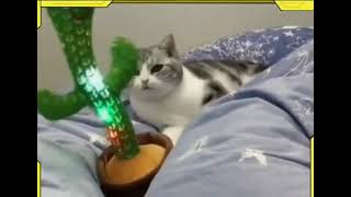 Chat qui danse au son d'un cactus screenshot 2