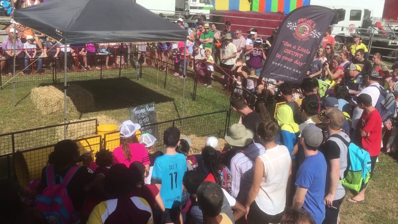 Cairns Show Pig Race 2017 YouTube