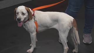 4-year-old Hound mix, Nickel, in need of 'fur-ever' home