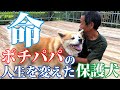 愛すべき咬み犬・命(アキラ)〜ポチパパの人生を変えた保護犬〜