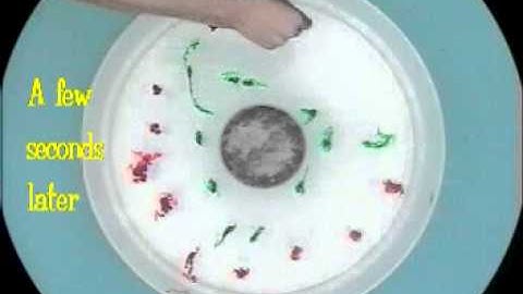 Experiment XI: Baroclinic Instability of the Thermal Wind (Eddies)