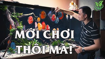 Thăm bể cá đĩa TUYỆT ĐẸP của bạn Nhật Đinh | CLB Cá đĩa & Altum