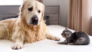 Golden Retriever Reacts to New Tiny Kitten [Cutest Reaction Ever]