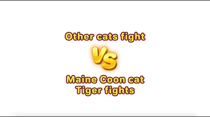 Watch the video about This Maine Coon might be the sweetest cat in the world, even in a fight! #mainecooncat #catplaying