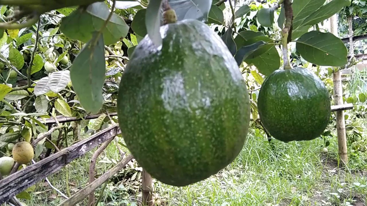 ALPUKAT....KENDIL ATAU MARKUS