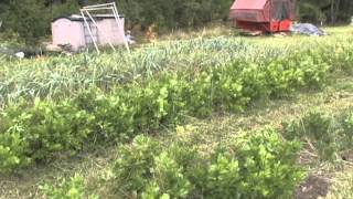 Needham Community Farm PSA 4