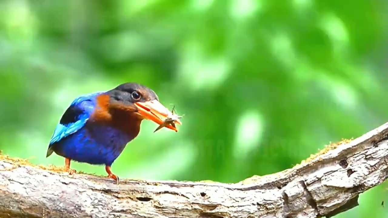 kingfisher-eat-nagata-official-youtube