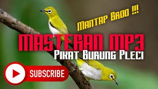 MASTERAN PIKAT BURUNG PLECI | JAMIN AUTO JERNIH