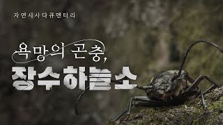 자연시사다큐멘터리: 욕망의 곤충, 장수하늘소  뉴스타파