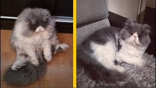 This Sheep-Cat Has Some Of The Weirdest Fur Weve Ever Seen