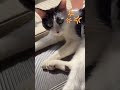 猫ちゃんイライラ🐱🤣🤣