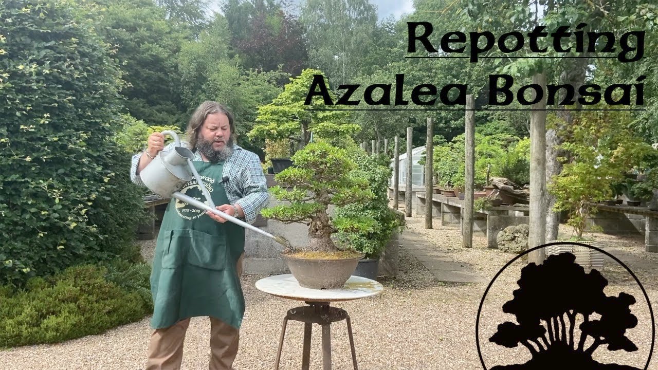 Пересадка азалии бонсай - Greenwood Bonsai