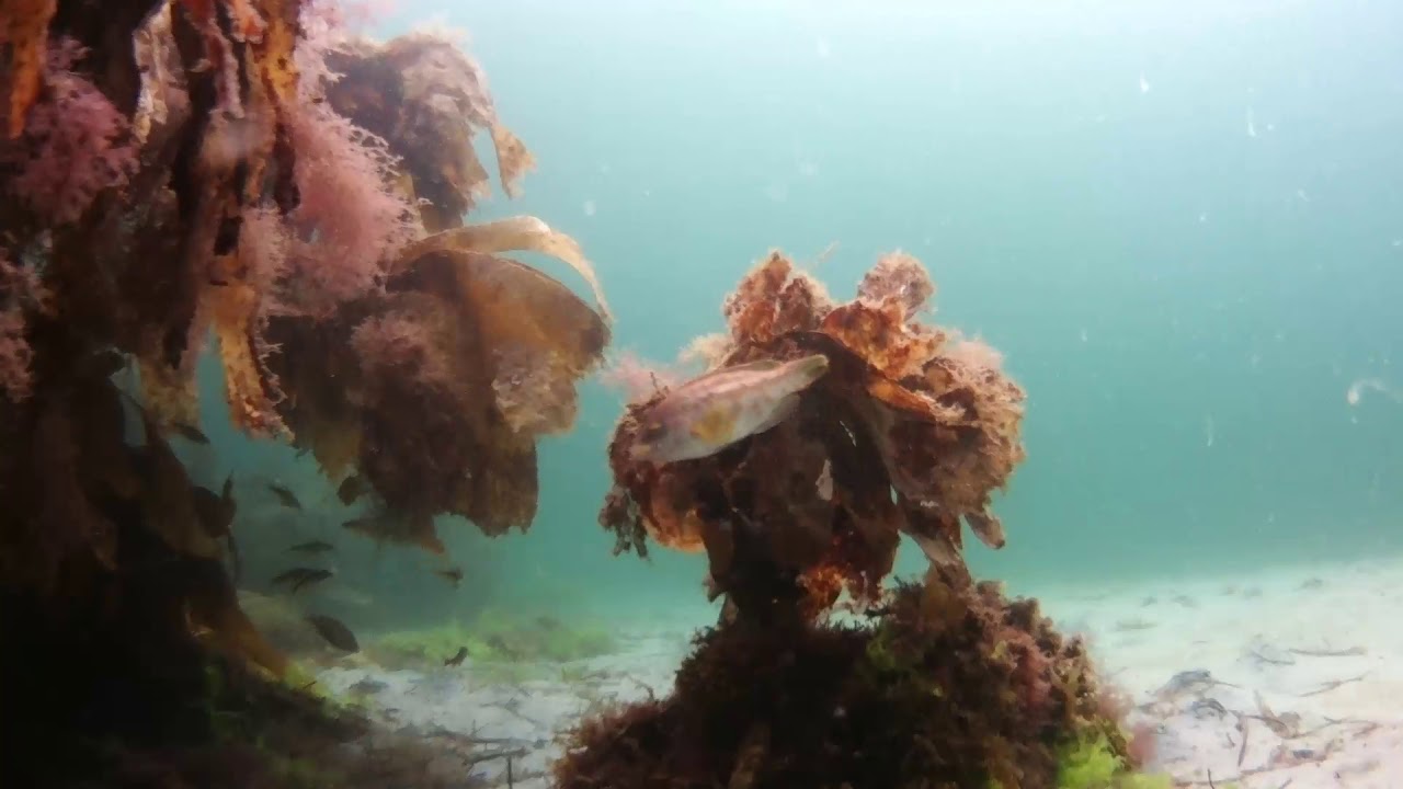 ScubaDive West Ireland, 1.0 hour of peaceful underwater footage, 04