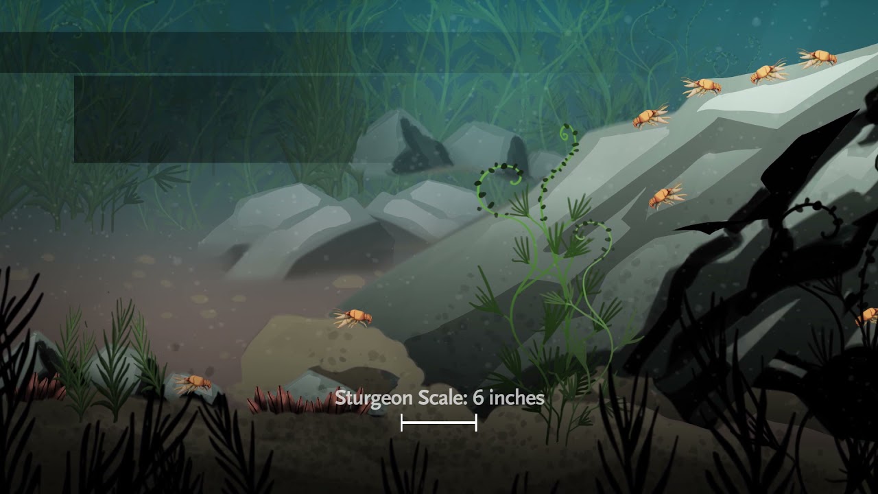 Sturgeon Lifecycle Animation Video
