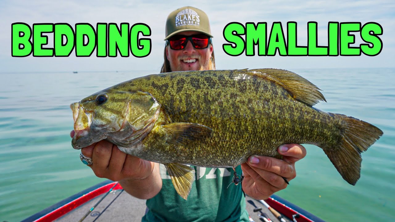 SIGHT Fishing Lake St Clair Smallmouth Bass on BEDS Lake St. Clair