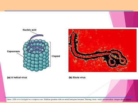 presentasi-tentang-virus