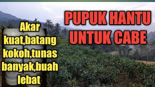 Pupuk hantu untuk cabe akar kuat,batang sehat,tunas banyak buah lebat